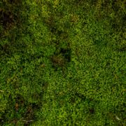 aerial photography of forest trees