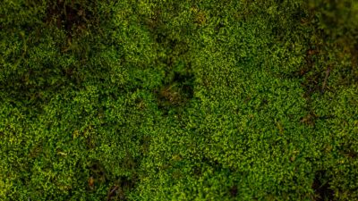 aerial photography of forest trees