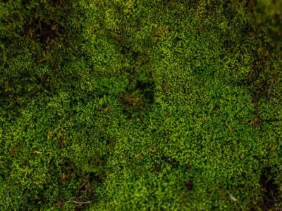 aerial photography of forest trees