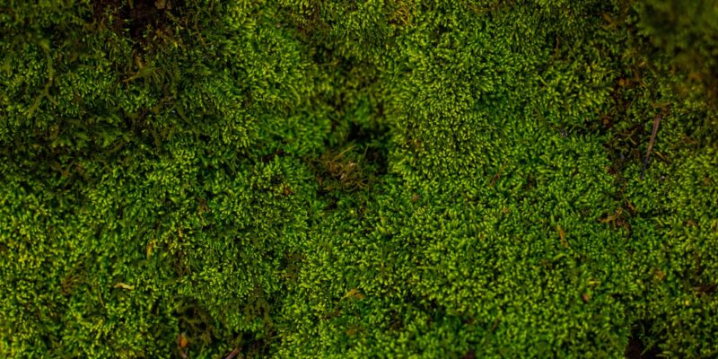 aerial photography of forest trees